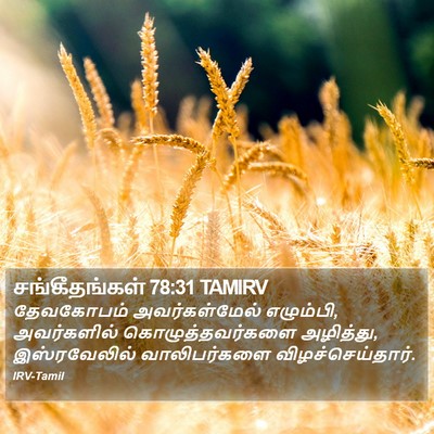 சங்கீதங்கள் 78:31 TAMIRV Bible Verse Image