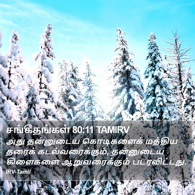 சங்கீதங்கள் 80:11 TAMIRV Bible Verse Image