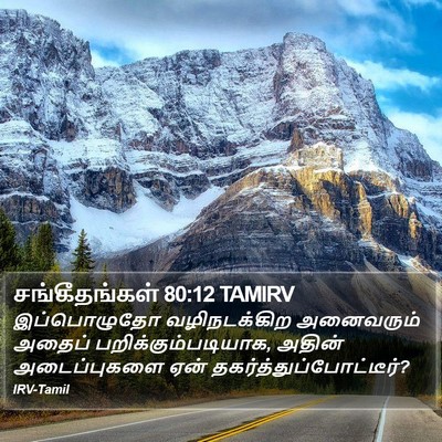 சங்கீதங்கள் 80:12 TAMIRV Bible Verse Image