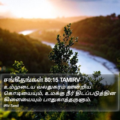 சங்கீதங்கள் 80:15 TAMIRV Bible Verse Image