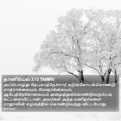 தானியேல் 3:13 TAMIRV Bible Verse Image