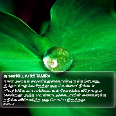 தானியேல் 8:5 TAMIRV Bible Verse Image