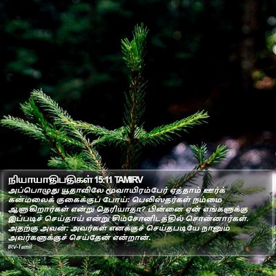 நியாயாதிபதிகள் 15:11 TAMIRV Bible Verse Image