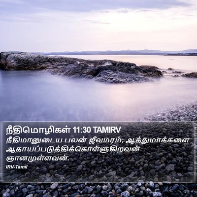 நீதிமொழிகள் 11:30 TAMIRV Bible Verse Image