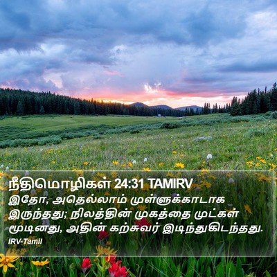 நீதிமொழிகள் 24:31 TAMIRV Bible Verse Image