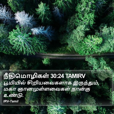 நீதிமொழிகள் 30:24 TAMIRV Bible Verse Image