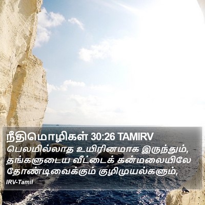 நீதிமொழிகள் 30:26 TAMIRV Bible Verse Image