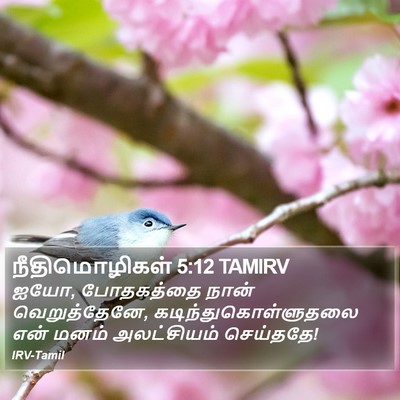 நீதிமொழிகள் 5:12 TAMIRV Bible Verse Image