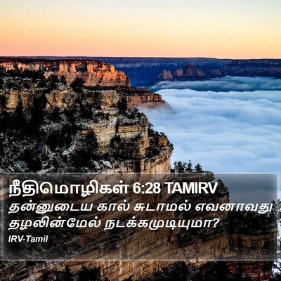 நீதிமொழிகள் 6:28 TAMIRV Bible Verse Image