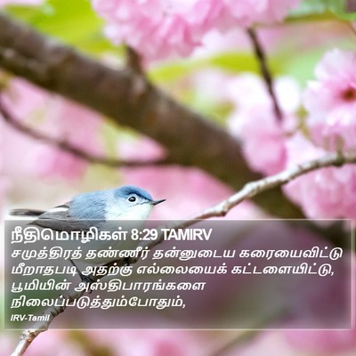 நீதிமொழிகள் 8:29 TAMIRV Bible Verse Image