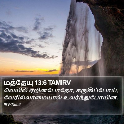 மத்தேயு 13:6 TAMIRV Bible Verse Image