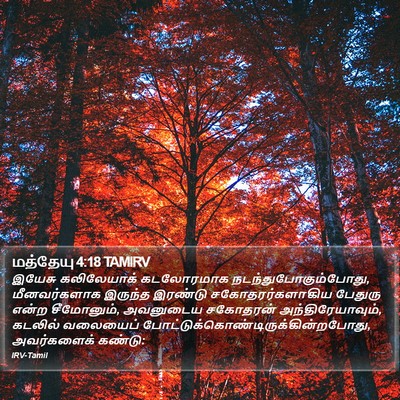 மத்தேயு 4:18 TAMIRV Bible Verse Image