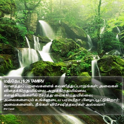 மத்தேயு 6:26 TAMIRV Bible Verse Image
