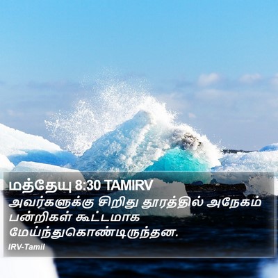 மத்தேயு 8:30 TAMIRV Bible Verse Image