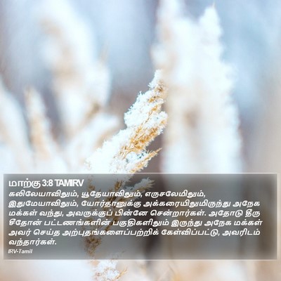 மாற்கு 3:8 TAMIRV Bible Verse Image