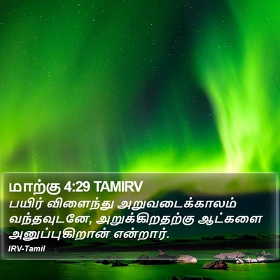 மாற்கு 4:29 TAMIRV Bible Verse Image