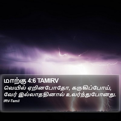 மாற்கு 4:6 TAMIRV Bible Verse Image