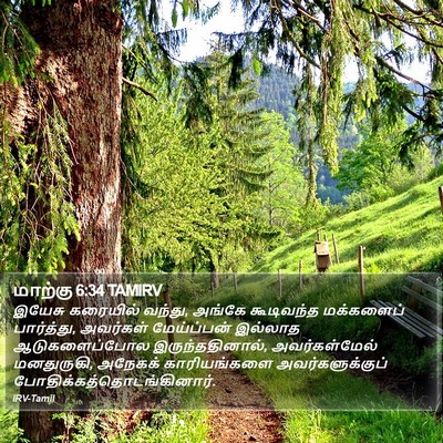 மாற்கு 6:34 TAMIRV Bible Verse Image
