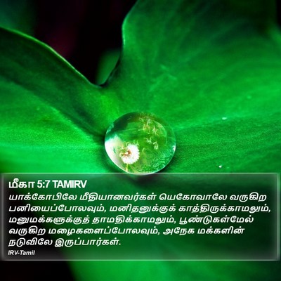 மீகா 5:7 TAMIRV Bible Verse Image