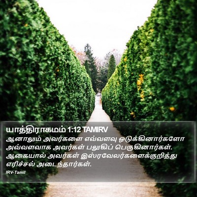 யாத்திராகமம் 1:12 TAMIRV Bible Verse Image