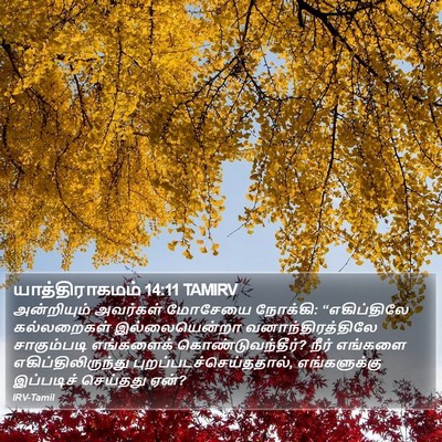யாத்திராகமம் 14:11 TAMIRV Bible Verse Image