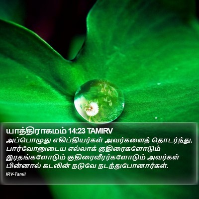 யாத்திராகமம் 14:23 TAMIRV Bible Verse Image
