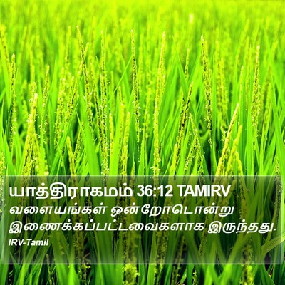 யாத்திராகமம் 36:12 TAMIRV Bible Verse Image