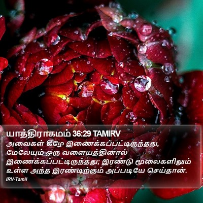 யாத்திராகமம் 36:29 TAMIRV Bible Verse Image