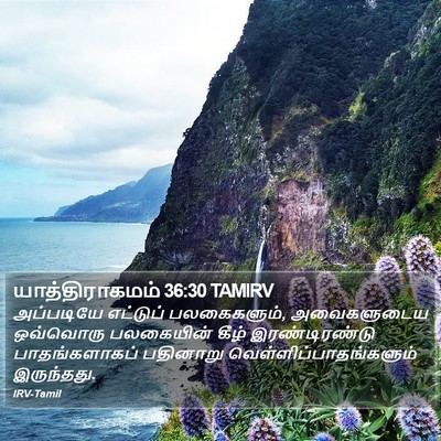 யாத்திராகமம் 36:30 TAMIRV Bible Verse Image