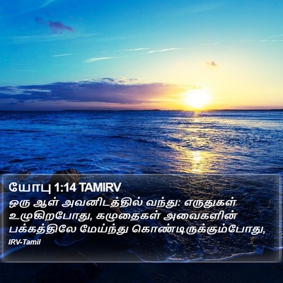 யோபு 1:14 TAMIRV Bible Verse Image