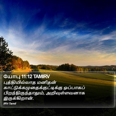 யோபு 11:12 TAMIRV Bible Verse Image