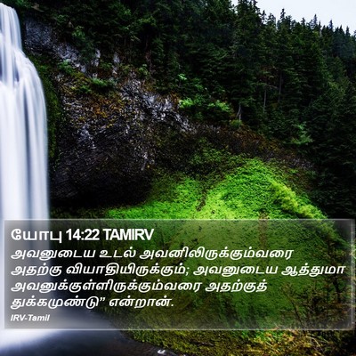 யோபு 14:22 TAMIRV Bible Verse Image