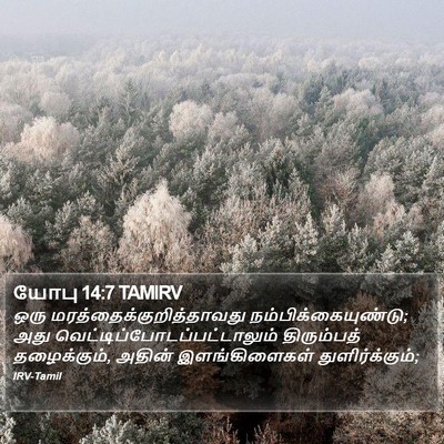 யோபு 14:7 TAMIRV Bible Verse Image