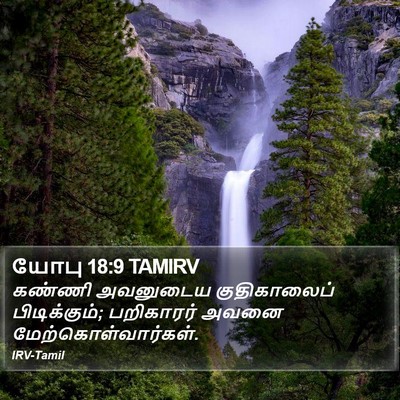 யோபு 18:9 TAMIRV Bible Verse Image