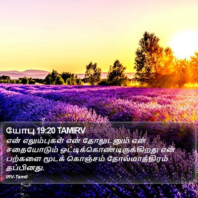 யோபு 19:20 TAMIRV Bible Verse Image