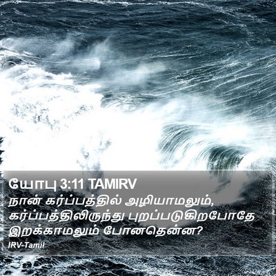 யோபு 3:11 TAMIRV Bible Verse Image
