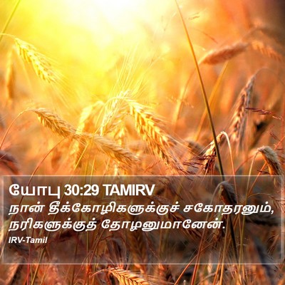 யோபு 30:29 TAMIRV Bible Verse Image
