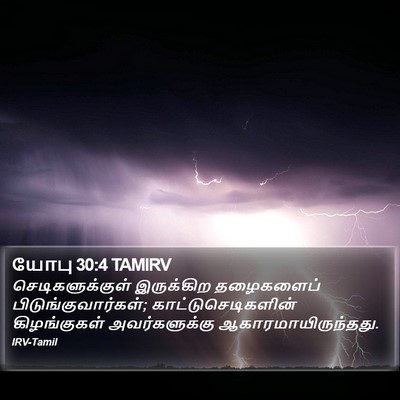 யோபு 30:4 TAMIRV Bible Verse Image