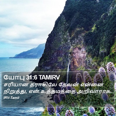 யோபு 31:6 TAMIRV Bible Verse Image