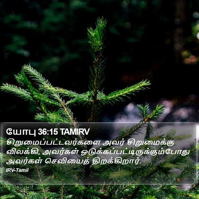 யோபு 36:15 TAMIRV Bible Verse Image