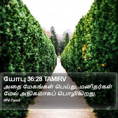 யோபு 36:28 TAMIRV Bible Verse Image
