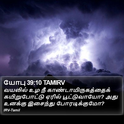 யோபு 39:10 TAMIRV Bible Verse Image