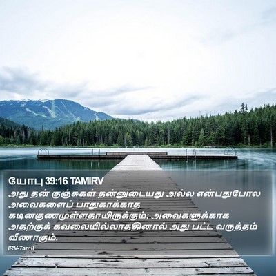 யோபு 39:16 TAMIRV Bible Verse Image