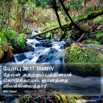 யோபு 39:17 TAMIRV Bible Verse Image