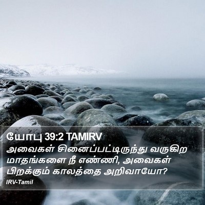 யோபு 39:2 TAMIRV Bible Verse Image