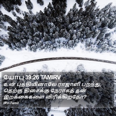 யோபு 39:26 TAMIRV Bible Verse Image