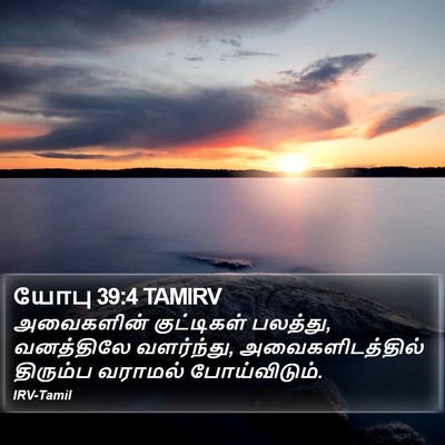 யோபு 39:4 TAMIRV Bible Verse Image
