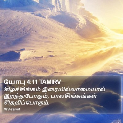 யோபு 4:11 TAMIRV Bible Verse Image