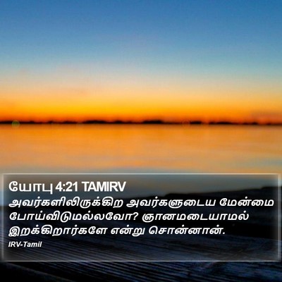 யோபு 4:21 TAMIRV Bible Verse Image