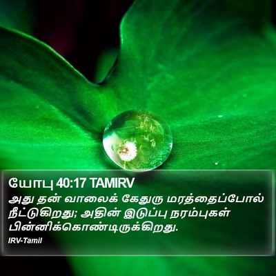 யோபு 40:17 TAMIRV Bible Verse Image